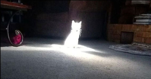 めっちゃ神々しい猫！　 
