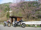 桜とバイク
