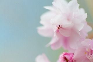 sakura
