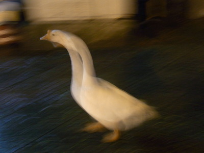 sgn0403