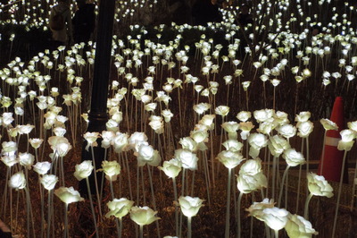 The Light Rose Garden 明洞聖堂IMGP4812