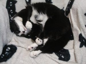 DSC06029