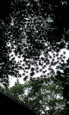 0802c19b.jpg