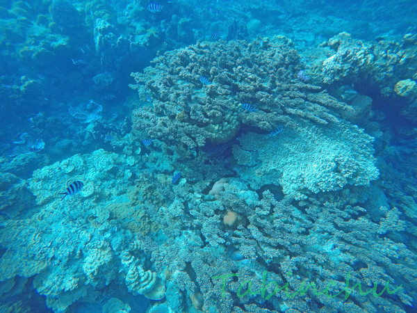 G0051807