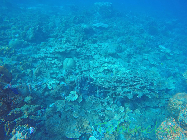 G0061817