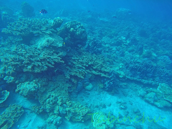 G0041799