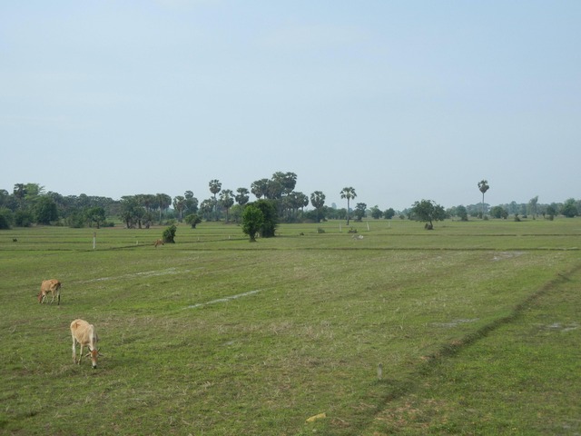 pics