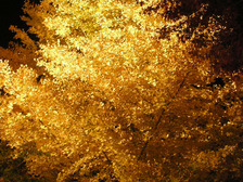 富士河口湖紅葉まつり