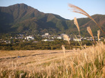 箱根仙石原ススキ