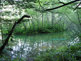 上高地の湿地帯