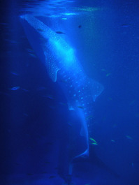 のとじま水族館