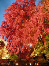 富士河口湖紅葉まつり(もみじ回廊)