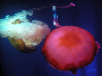 のとじま水族館