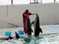 のとじま水族館