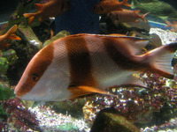のとじま水族館