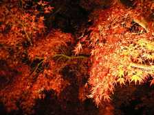 富士河口湖紅葉まつり