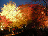 富士河口湖紅葉まつり(もみじ回廊)