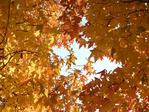 紅葉