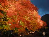 富士河口湖紅葉まつり(もみじ回廊)
