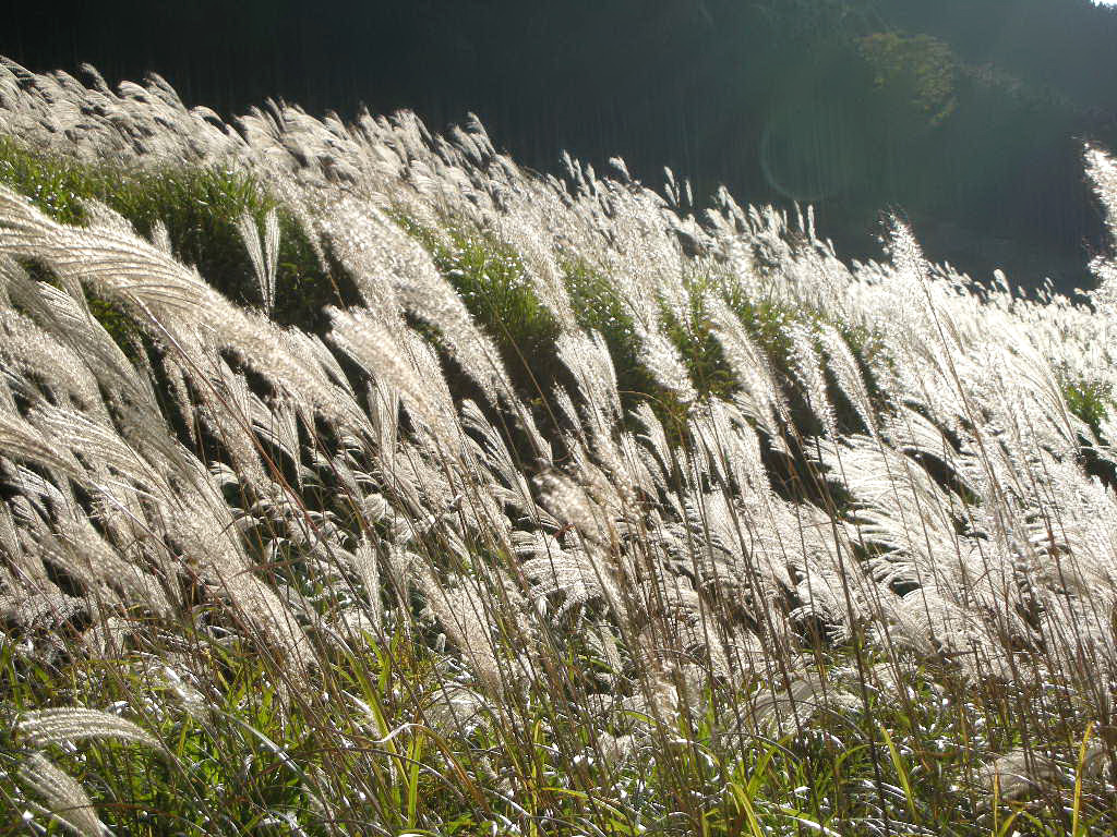 箱根仙石原のススキ 旅は哲学ソクラテス