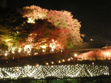 富士河口湖紅葉まつり