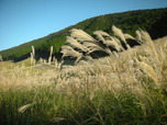 箱根仙石原ススキ