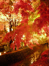 富士河口湖紅葉まつり(もみじ回廊)