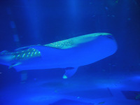 のとじま水族館