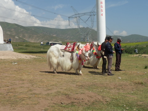 P7150797