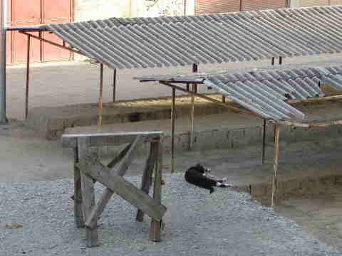 safranbol_09