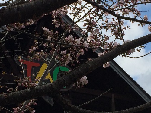 さくら
