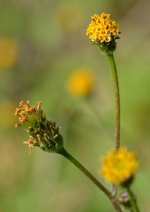 sDSC_0472