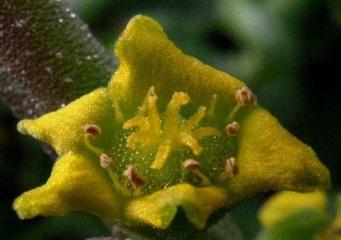 sR0011981