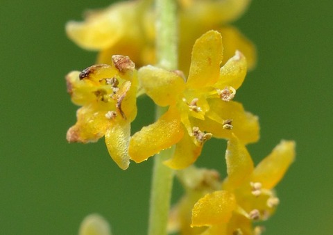 sDSC_0038-2