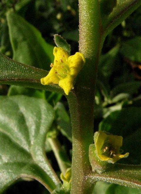 sR0011986
