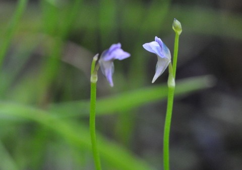 sDSC_0415-2