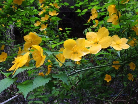 sDSCN0280