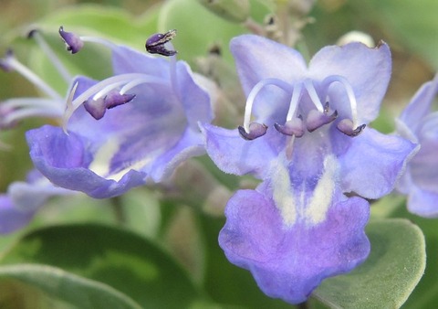 sDSCN0967