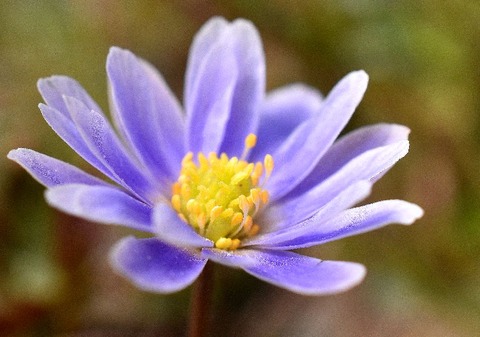 sユキワリイチゲ19.3.5DSC_7181