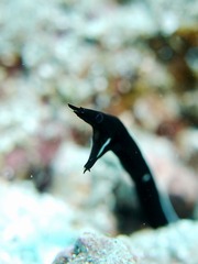 aa
