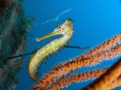 aa