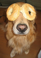 ベーグル犬