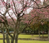 kataoka-bairin