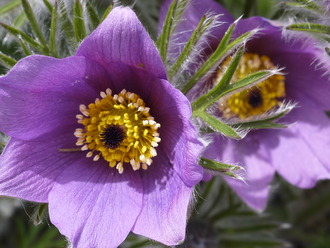 066