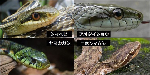hebi