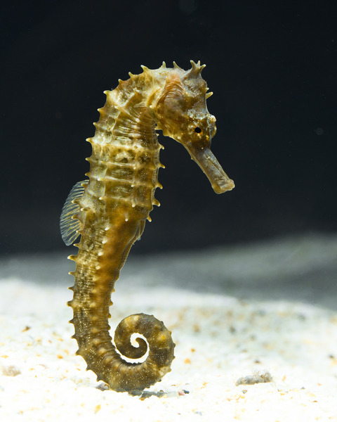 タツノオトシゴ