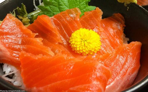 shinsyu-salmon1