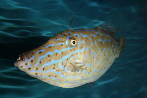 img_0-600x400