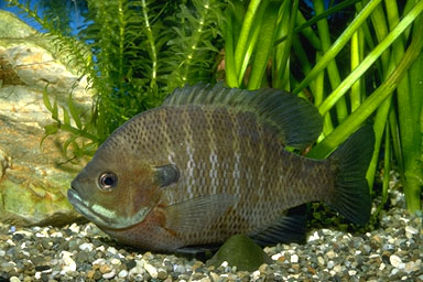 bluegill