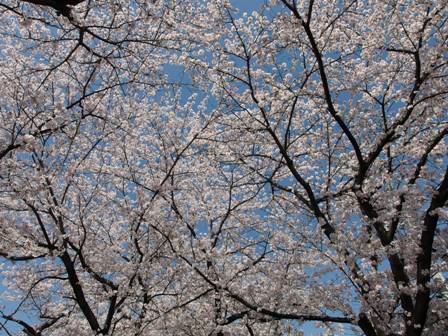 sakura2